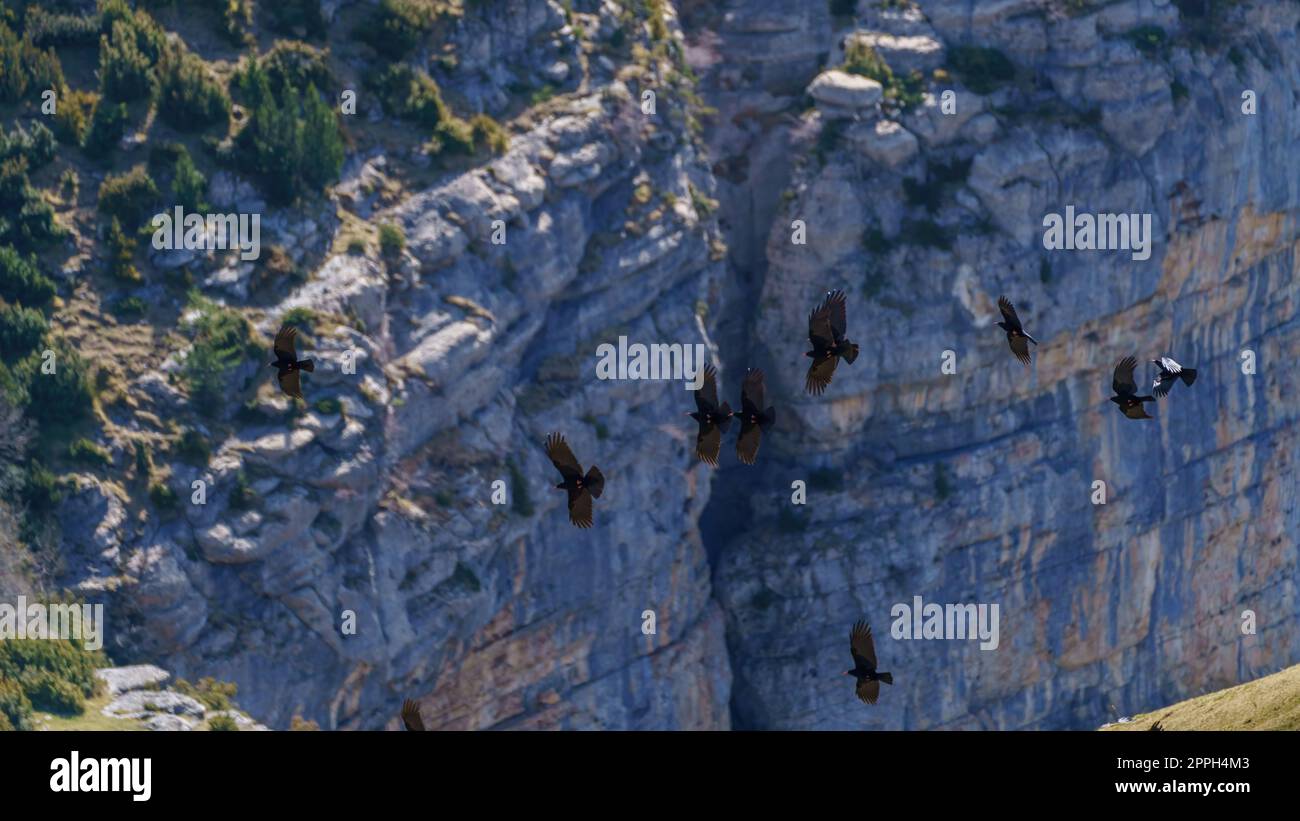 Gruppo di corvi neri che volano vicino al grande canyon a parete Foto Stock
