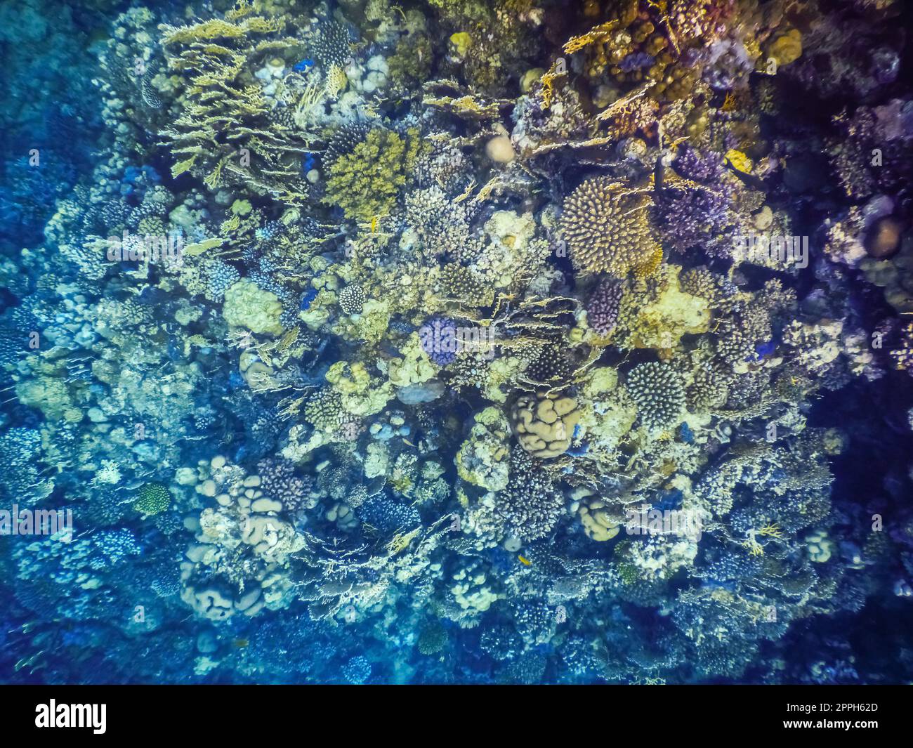 coralli colorati diversi nel mare rosso in egitto Foto Stock