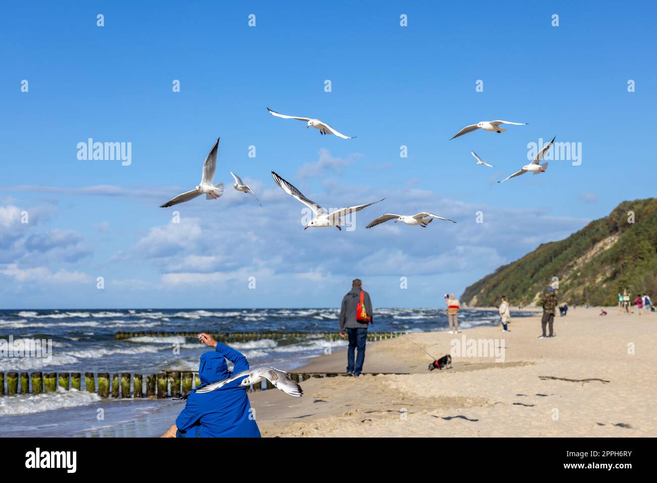 Un uomo che indossa una giacca blu sta dando da mangiare ai gabbiani che volano sopra la sua testa, Mar Baltico, Miedzyzdroje, Polonia Foto Stock