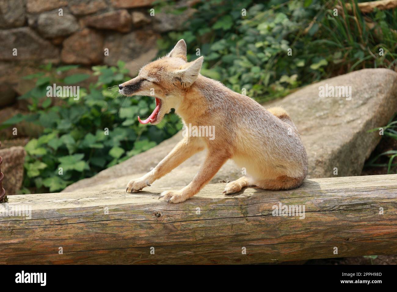 Steppa volpe siede su un log e sbadigliano Foto Stock