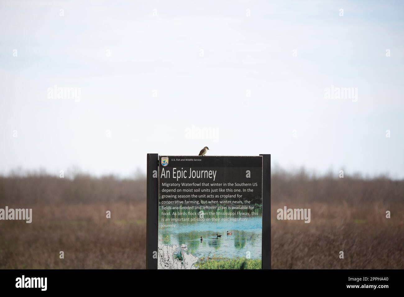Curiosa Eastern Phoebe on a Sign Foto Stock