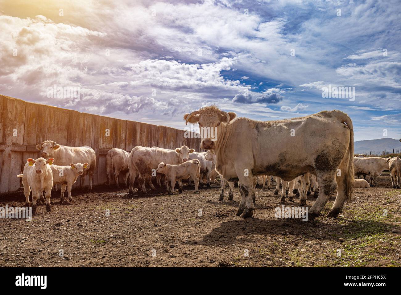 Carina mucca Charolais Foto Stock