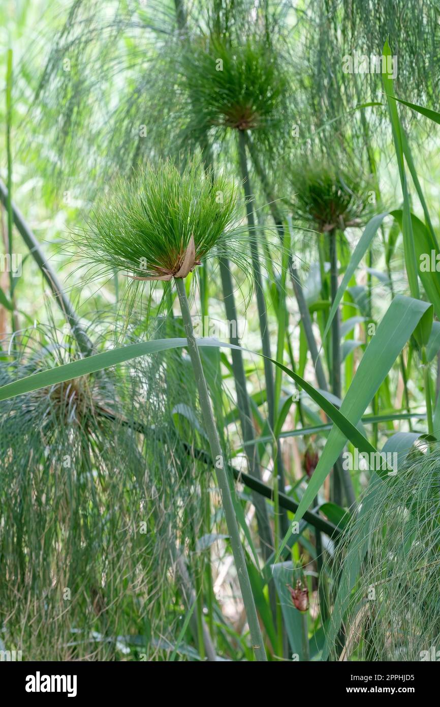 Papiro, Cyperus papiro, papiro sedge, canna di carta, pianta di opacizzazione indiana, Erba del Nilo che cresce selvaggio, Siracusa, Sicilia, Italia Foto Stock