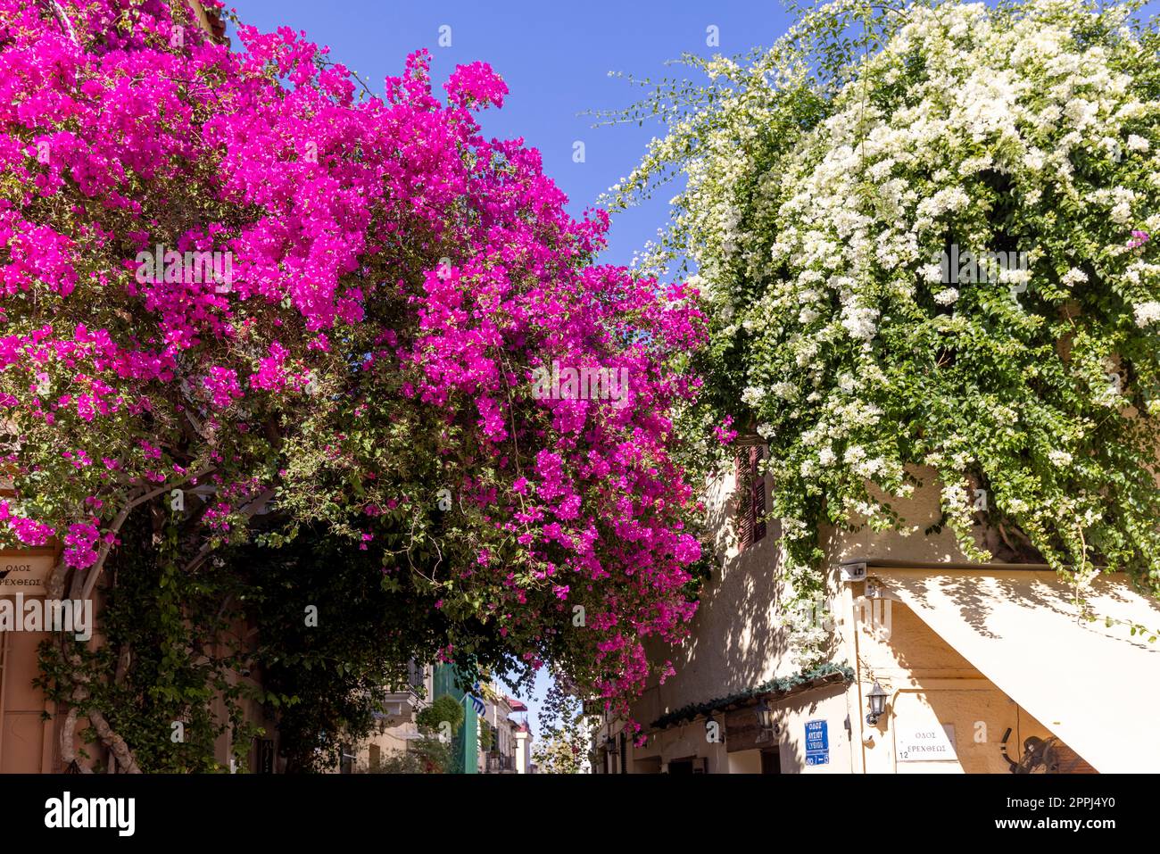 Fioritura di un bellissimo cespuglio di buganvillea in una famosa strada di Plaka, Atene, Grecia Foto Stock