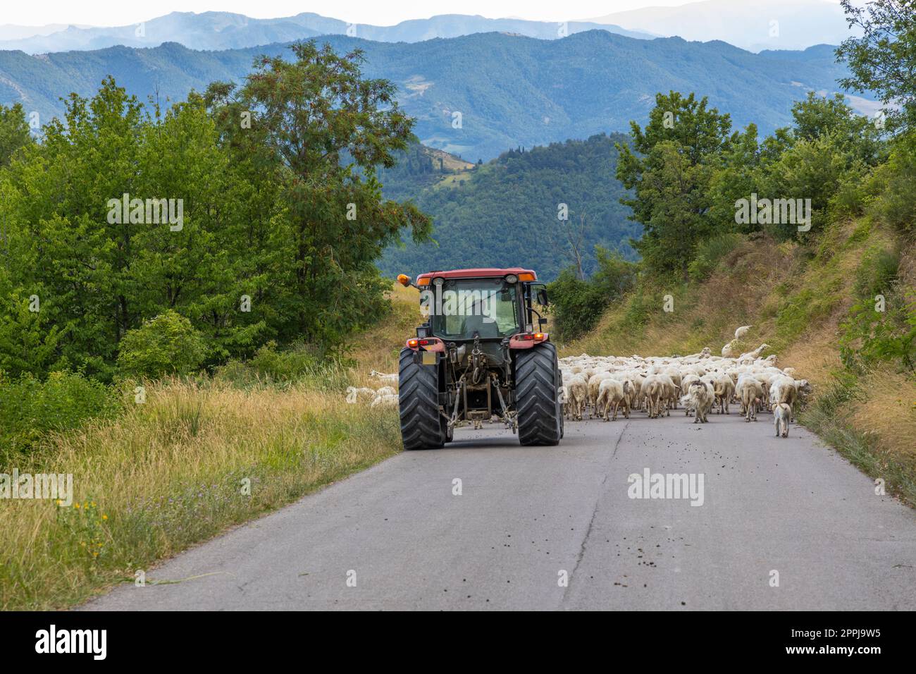 Strada bloccata da gregge di ovini, Marche, Italia Foto Stock
