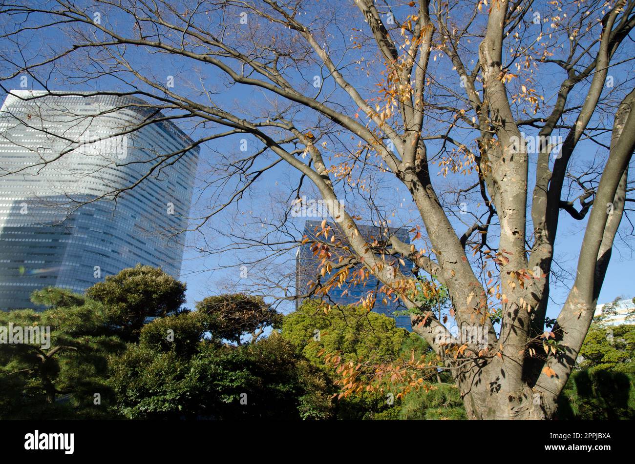 Zelkova e grattacieli giapponesi. Foto Stock