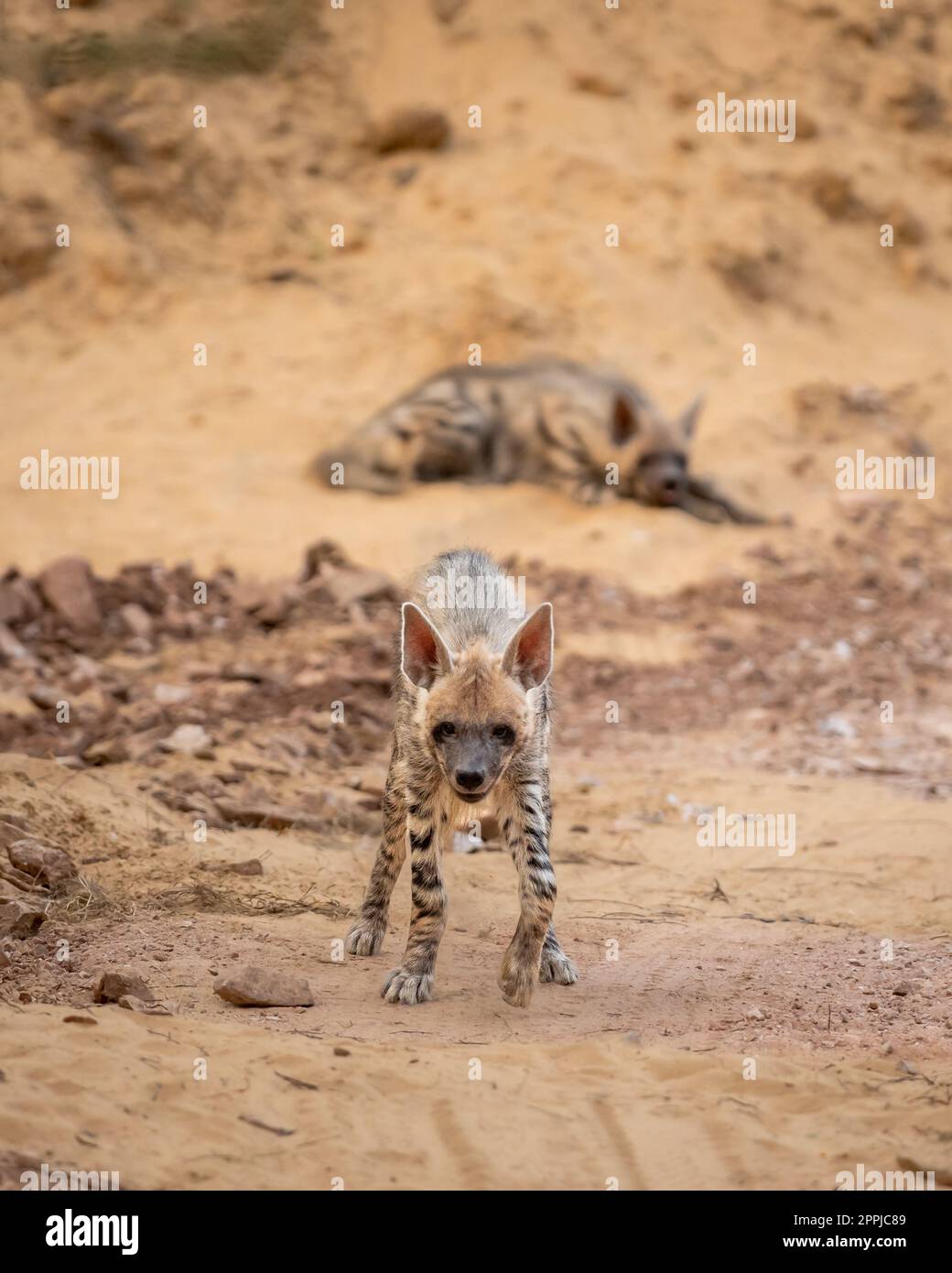 Wild Striped hyena o hyena testa con aggressività e contatto con gli occhi durante il safari all'aperto nella giungla nel parco nazionale ranthambore rajasthan india Foto Stock