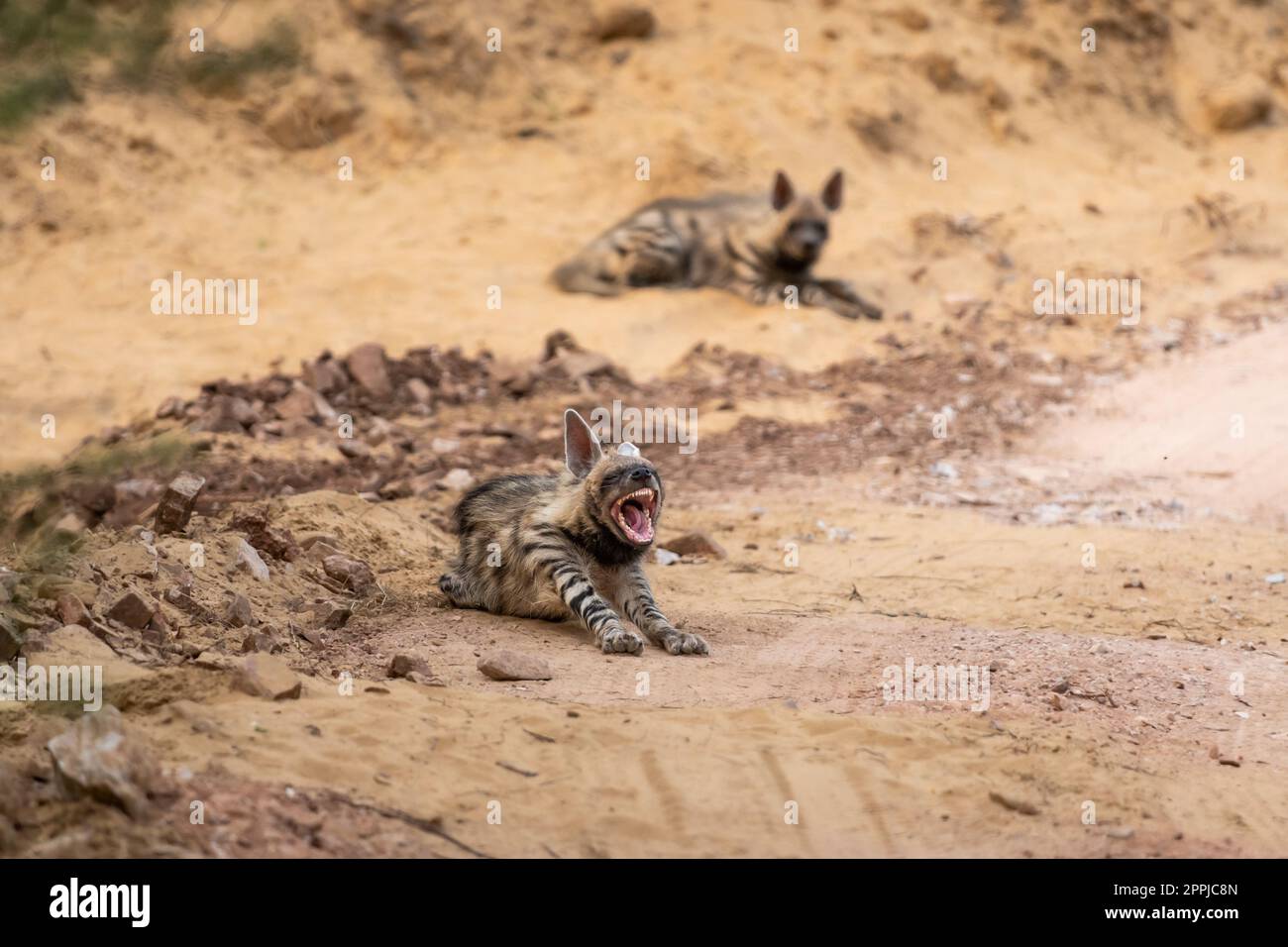 Wild Striped hyena o hyena famiglia o coppia in azione con espressione arrabbiata durante il safari all'aperto nella giungla parco nazionale ranthambore foresta Foto Stock