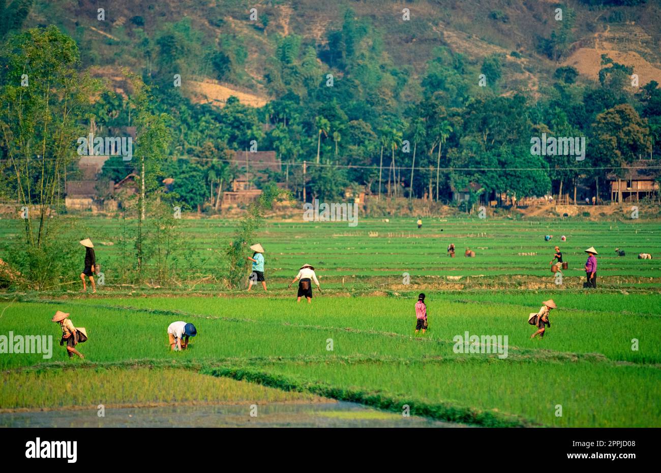 Diapositiva scansionata di una fotografia storica a colori di persone non riconoscibili che indossano cappelli di riso che raccolgono riso in un campo di riso in Vietnam Foto Stock
