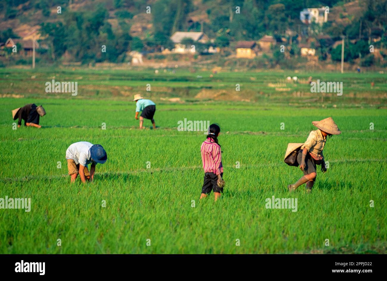 Diapositiva scansionata di una fotografia storica a colori di persone irriconoscibili in un risaie nella "Valle del Fiume Rosso" nel Nord Vietnam Foto Stock