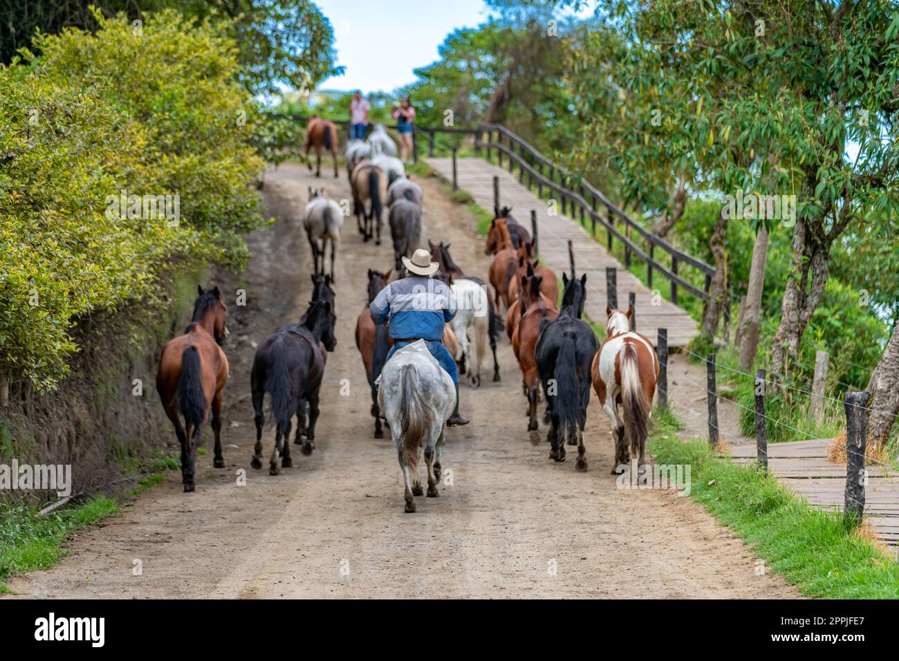 un autista conduce una mandria di cavalli lungo una strada sterrata Foto Stock