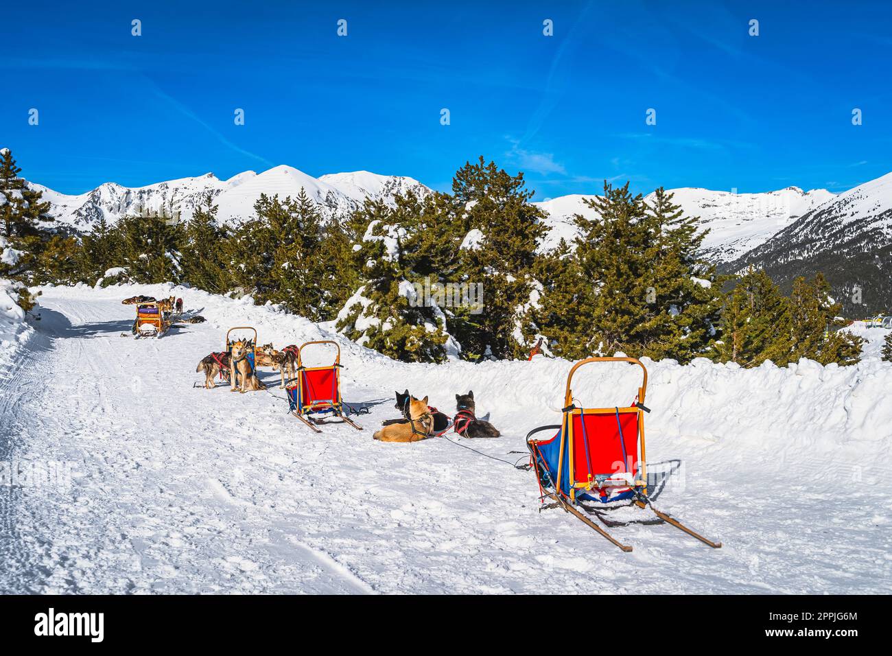 Gruppo di Huskey in molte slitte trainate da cani, in attesa di un giro, Andorra, Pirenei Foto Stock