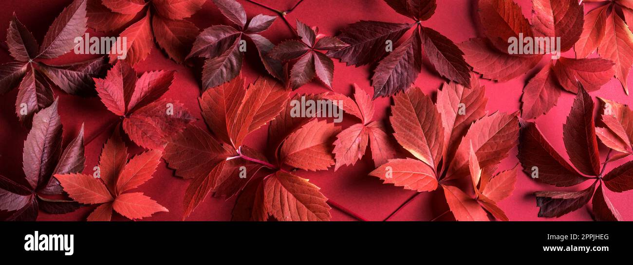Foglie rosse autunnali come sfondo, concetto di stagione autunnale, banner Foto Stock