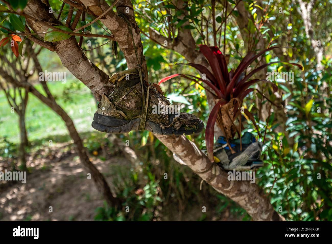un vecchio scarpone da trekking è appeso su un ramo d'albero Foto Stock