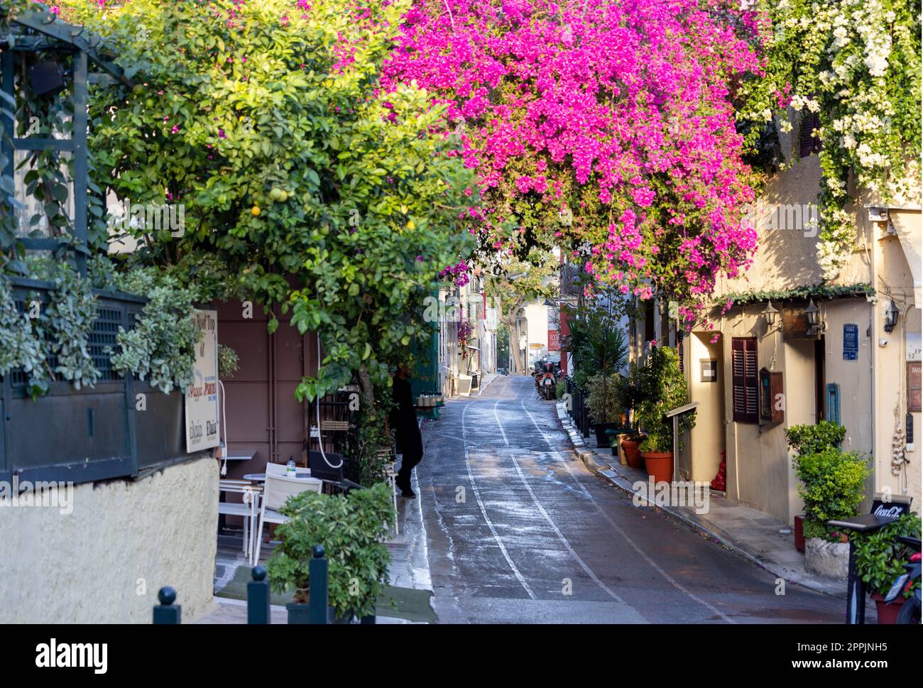 Fioritura di un bellissimo cespuglio di buganvillea in una famosa strada di Plaka, Atene, Grecia Foto Stock