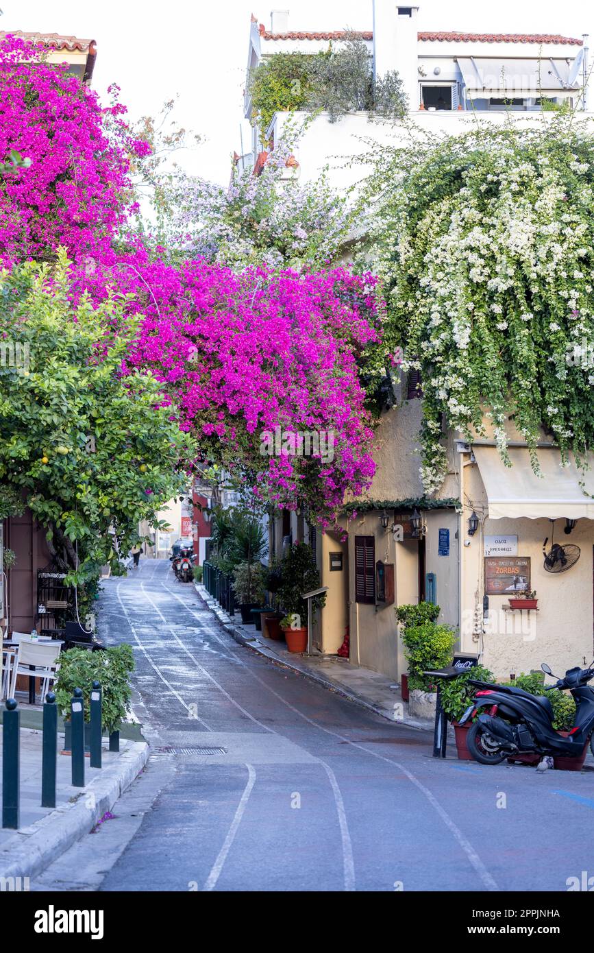 Fioritura di un bellissimo cespuglio di buganvillea in una famosa strada di Plaka, Atene, Grecia Foto Stock