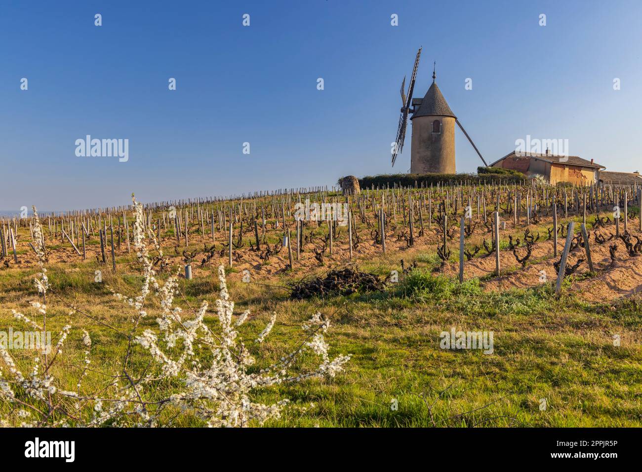 Vigneti primaverili con mulino a vento Chenas a Beaujolais, Borgogna, Francia Foto Stock