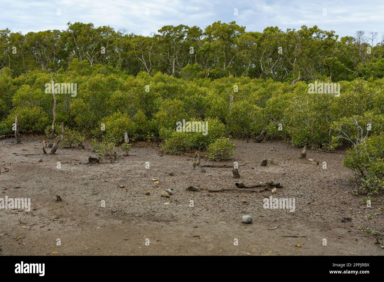 Foresta di mangrovie con pianure di fango di marea in primo piano, piccoli alberi di mangrovie nel terreno medio e più alti sono alberi sullo sfondo. Wynnum circuito di mangrovie, Queensland, Australia. Foto Stock