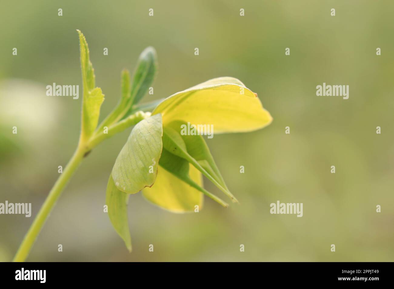 Primo piano fioritura fiore giallo ranunculaceae helleborus Lilldus Foto Stock