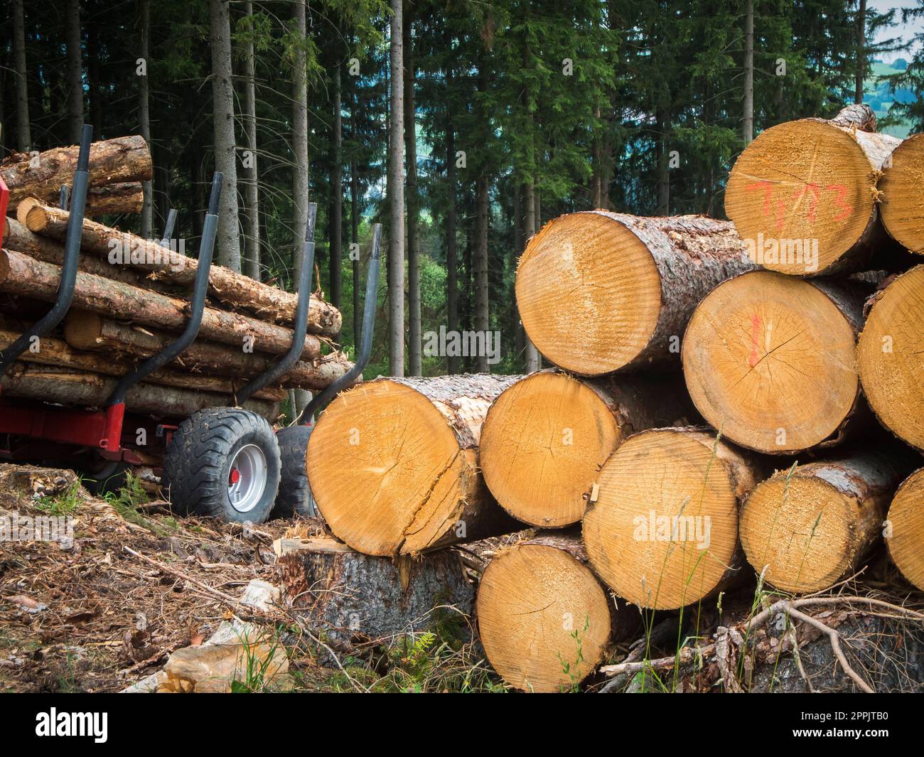 Caricamento del legname nella foresta Foto Stock