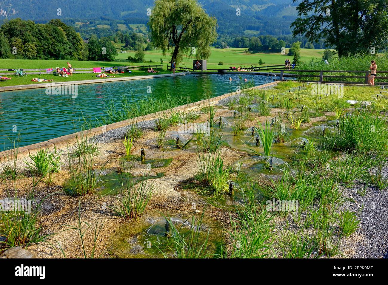 Germania, Baviera, Samerberg, Alpi Chiemgauer, piscina naturale, purificazione biologica Foto Stock