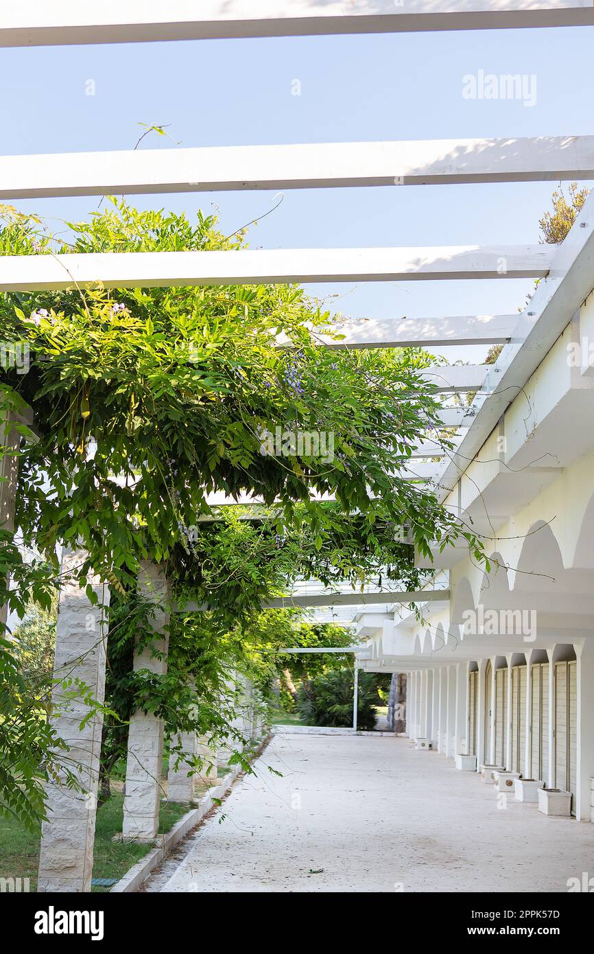 Un bellissimo corridoio verde di alberi di tessitura, un tunnel naturale. Viaggi, turismo. Foto Stock