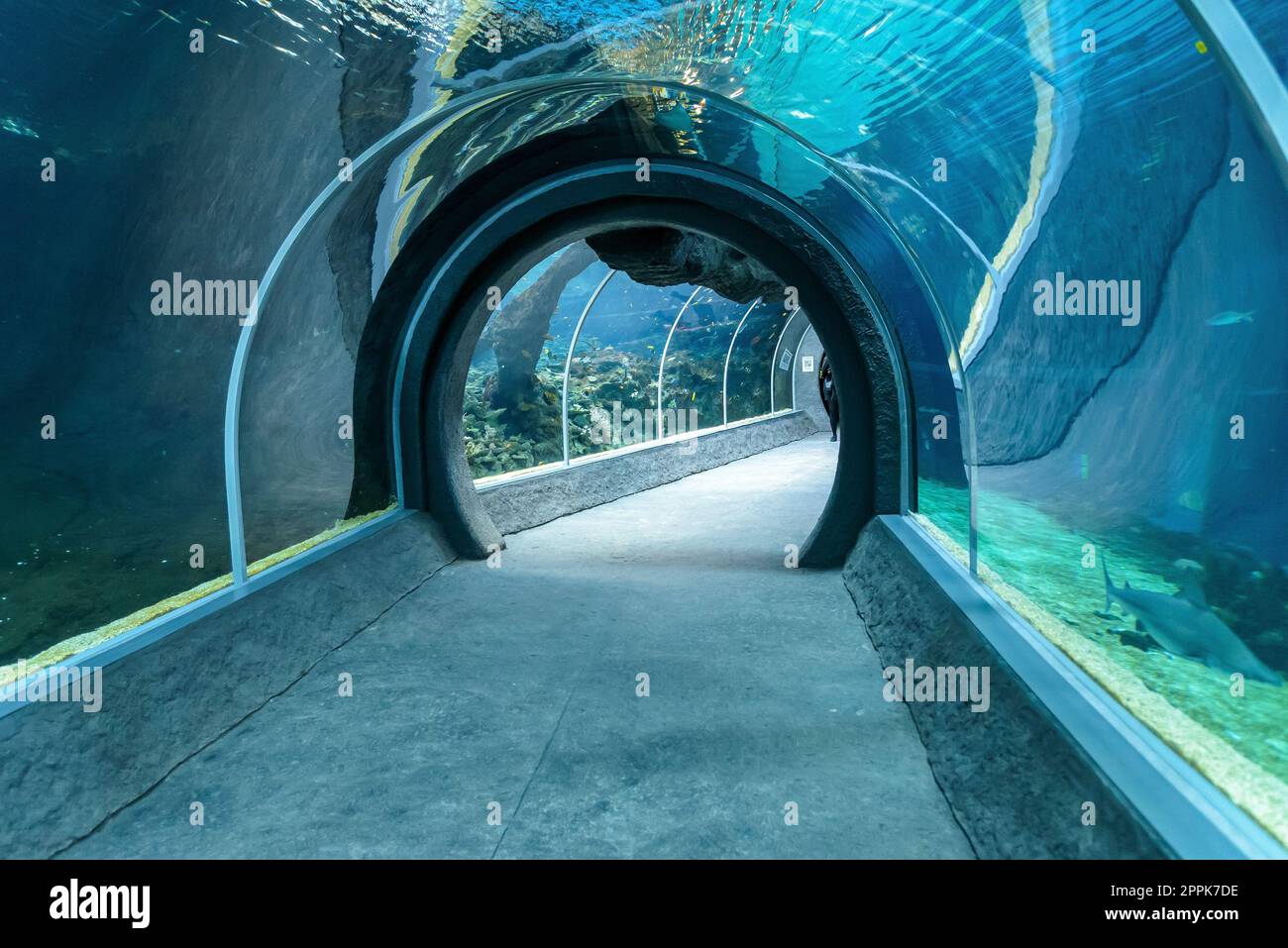 Tunnel vuoto nell'oceanarium Foto Stock