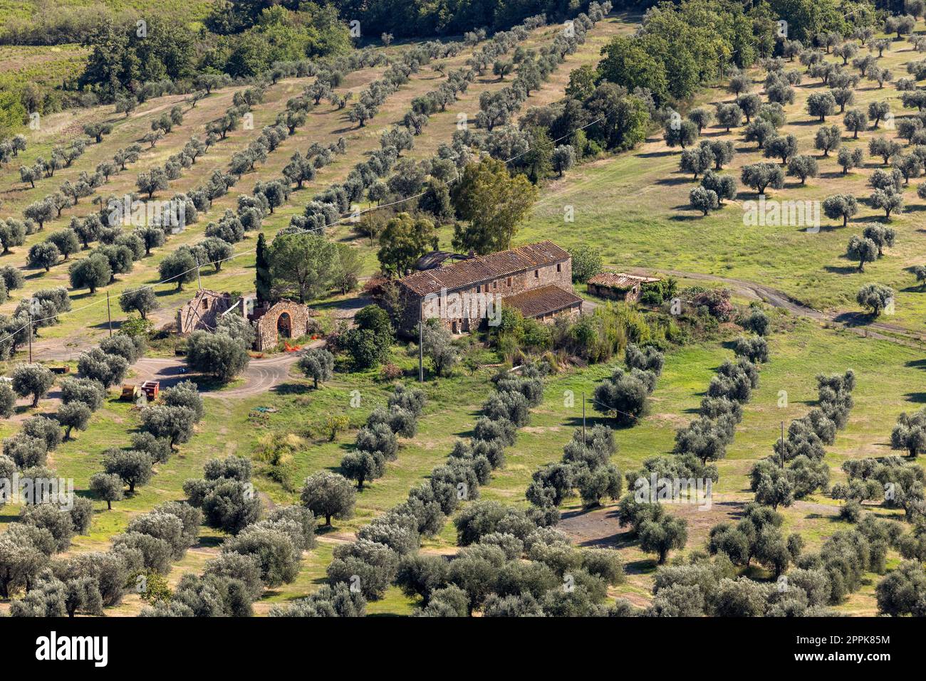 Terreni agricoli e oliveti intorno a Montemassi in provincia di Grosseto. Italia Foto Stock