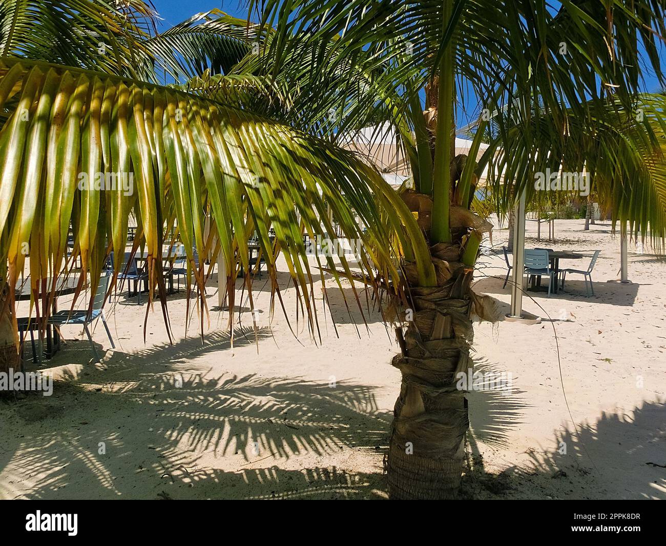La spiaggia di sabbia bianca sull'isola di Ocean Cay Foto Stock