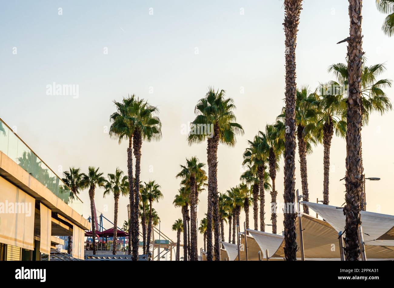 Palme sul lungomare di Malaga, Spagna Foto Stock