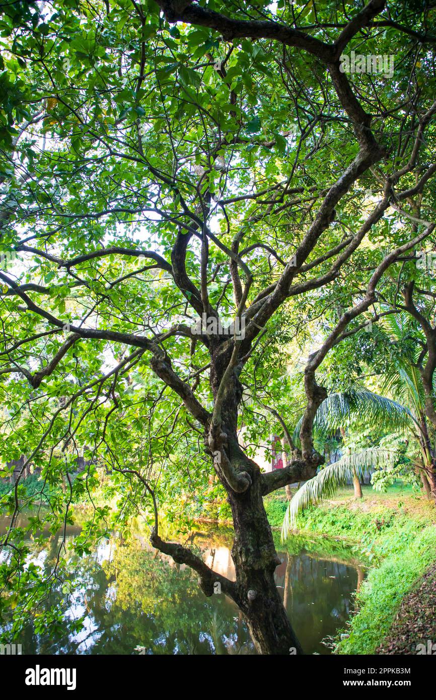 Albero verde naturale nel Parco Foto Stock