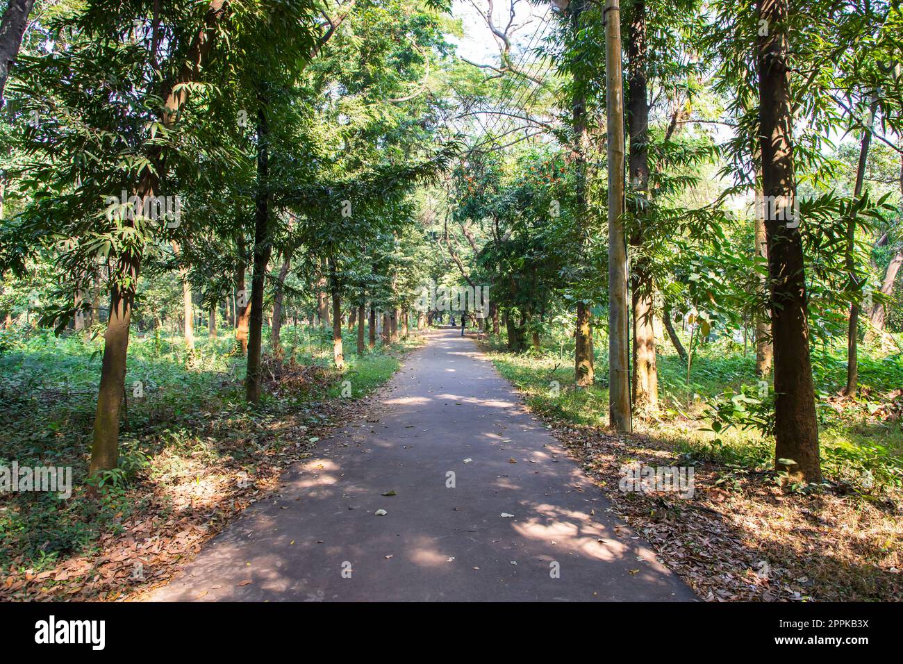 Foresta Naturale alberi verdi nel parco giardino botanico Foto Stock