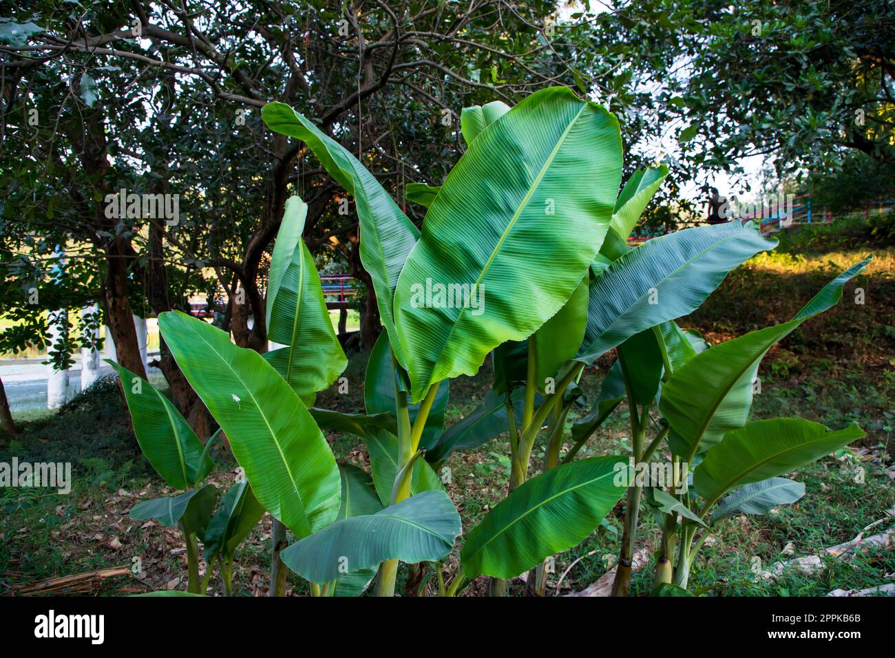 Verde Banana alberi nel giardino, piantagione di banane, foglie di una banana Vista naturale Foto Stock