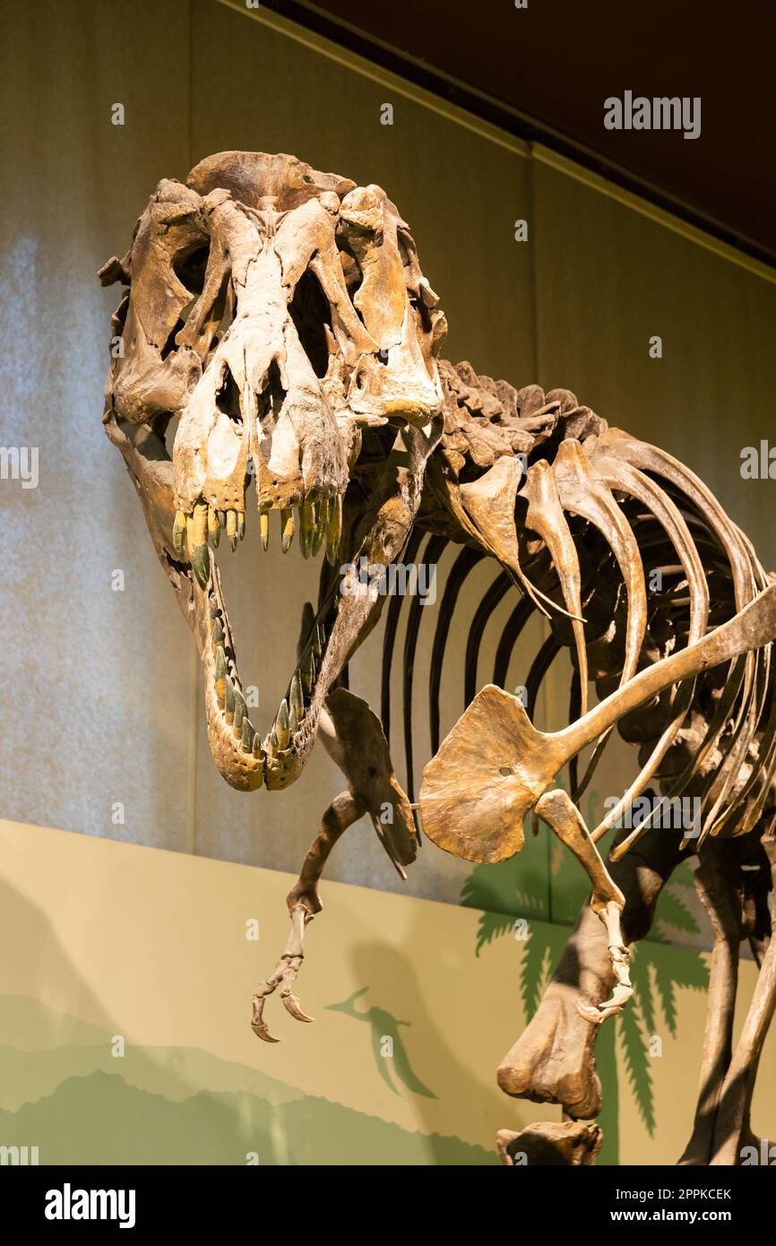 Tyrannosaurus Rex Fossil. Vecchio scheletro t-rex nel museo. Foto Stock