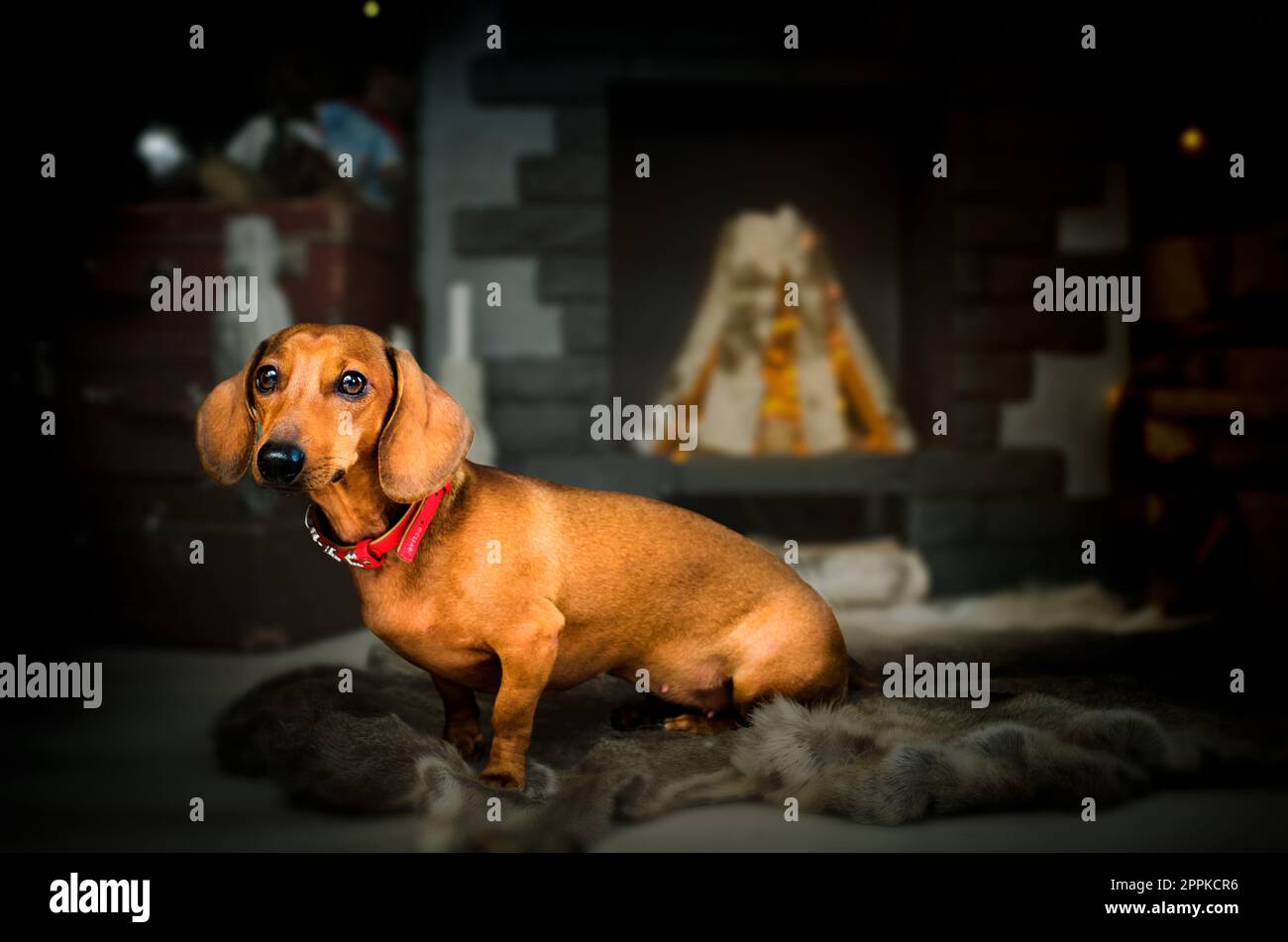 Corto rosso Bassotto cane, cane da caccia Foto Stock