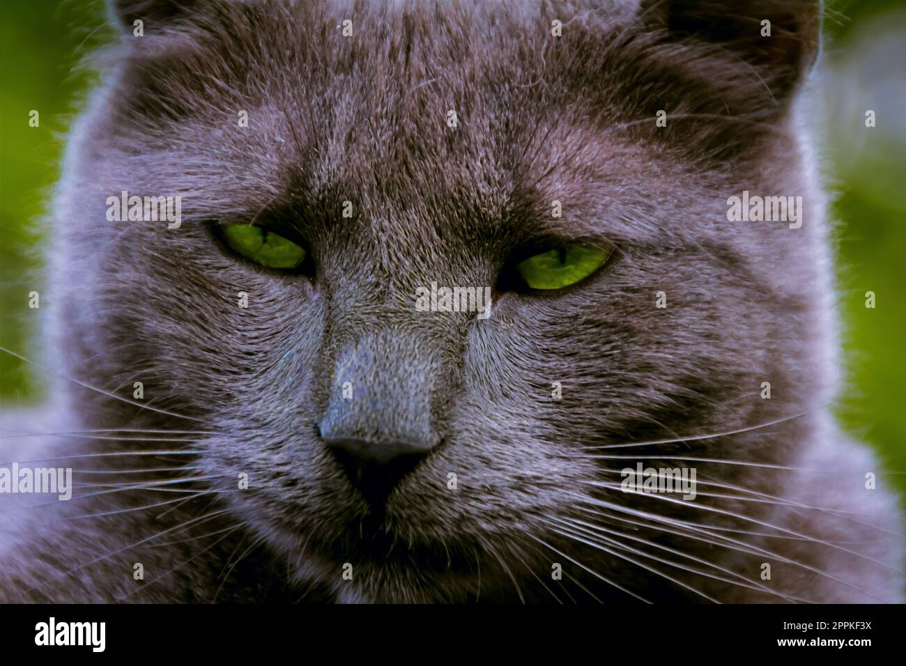 il gatto con gli occhi verdi sta guardando direttamente nella fotocamera Foto Stock