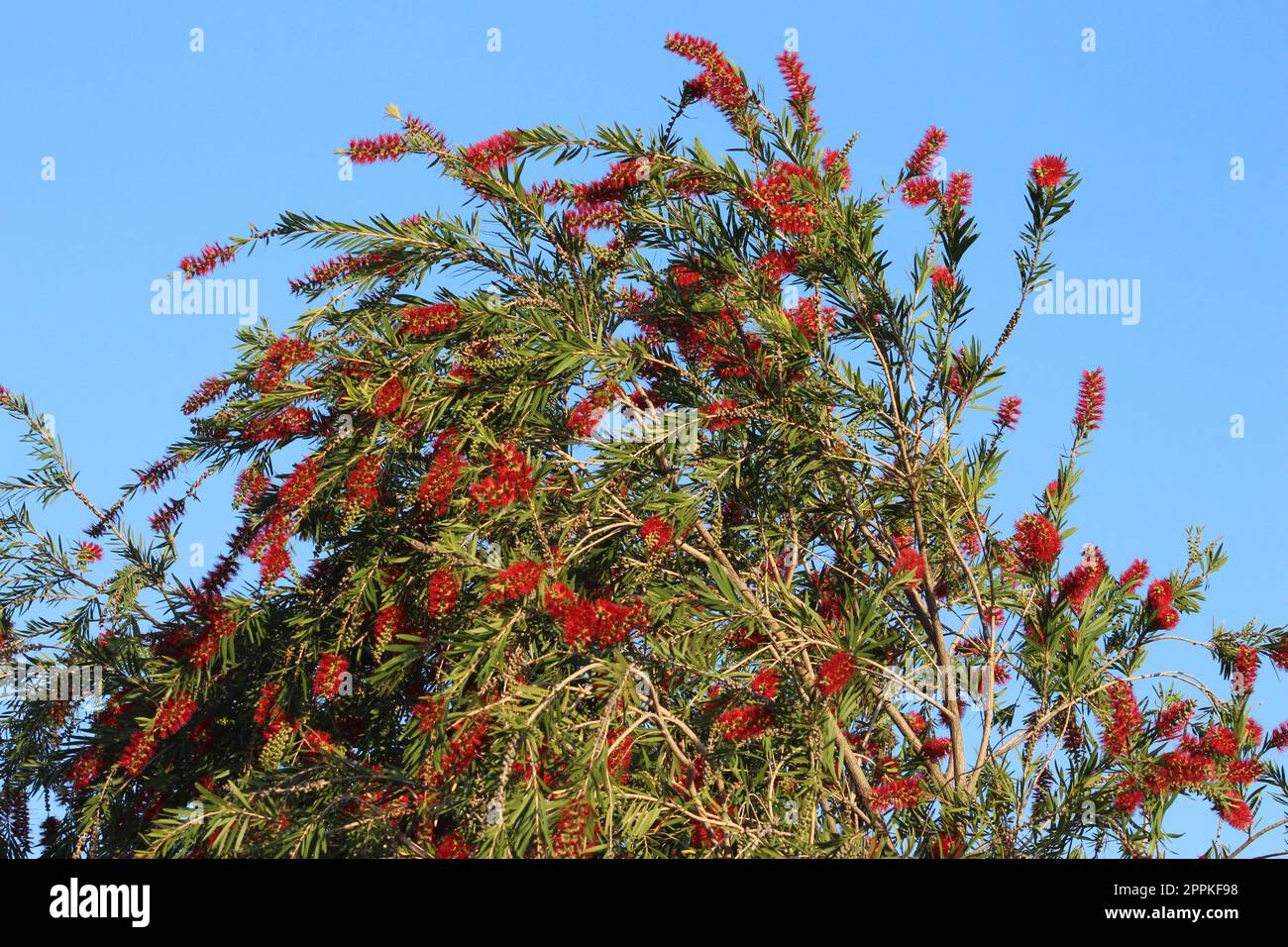 Callistemon speciosus pianta Foto Stock