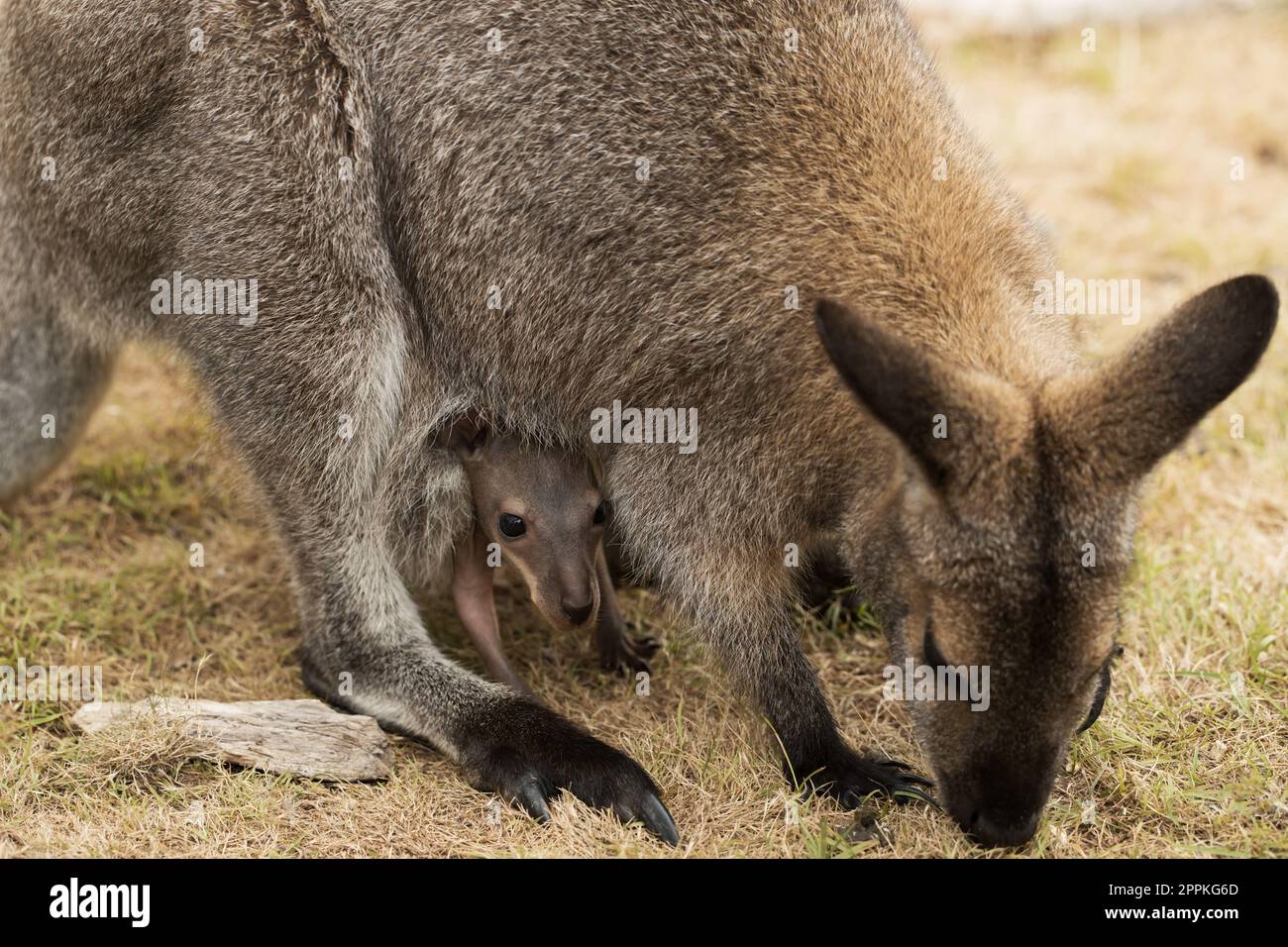Un bambino marsupiale australiano wallaby rosso del collo joey (Macropus rufogriseus) che attacca la testa fuori dal suo sacchetto della madre. attenzione selettiva in calo Foto Stock