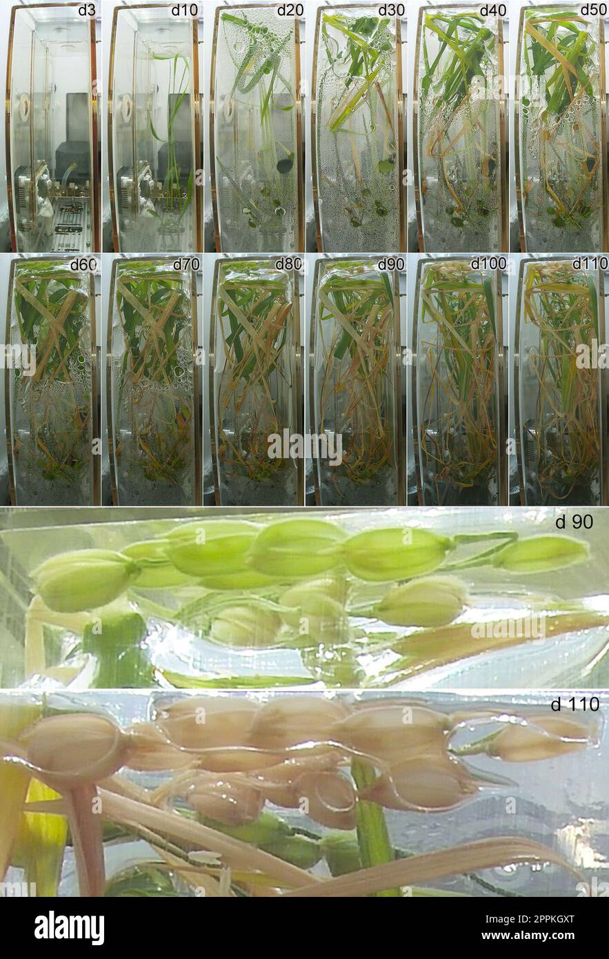 (230424) -- HEFEI, 24 aprile 2023 (Xinhua) -- questa foto combinata non datata mostra immagini di campioni di riso in diverse fasi del mobile sperimentale di ecologia vitale del modulo del laboratorio wenziano cinese, con figure nell'angolo in alto a destra di ogni immagine che indicano il numero di giorni dall'inizio dell'esperimento. (Xinhua) Foto Stock