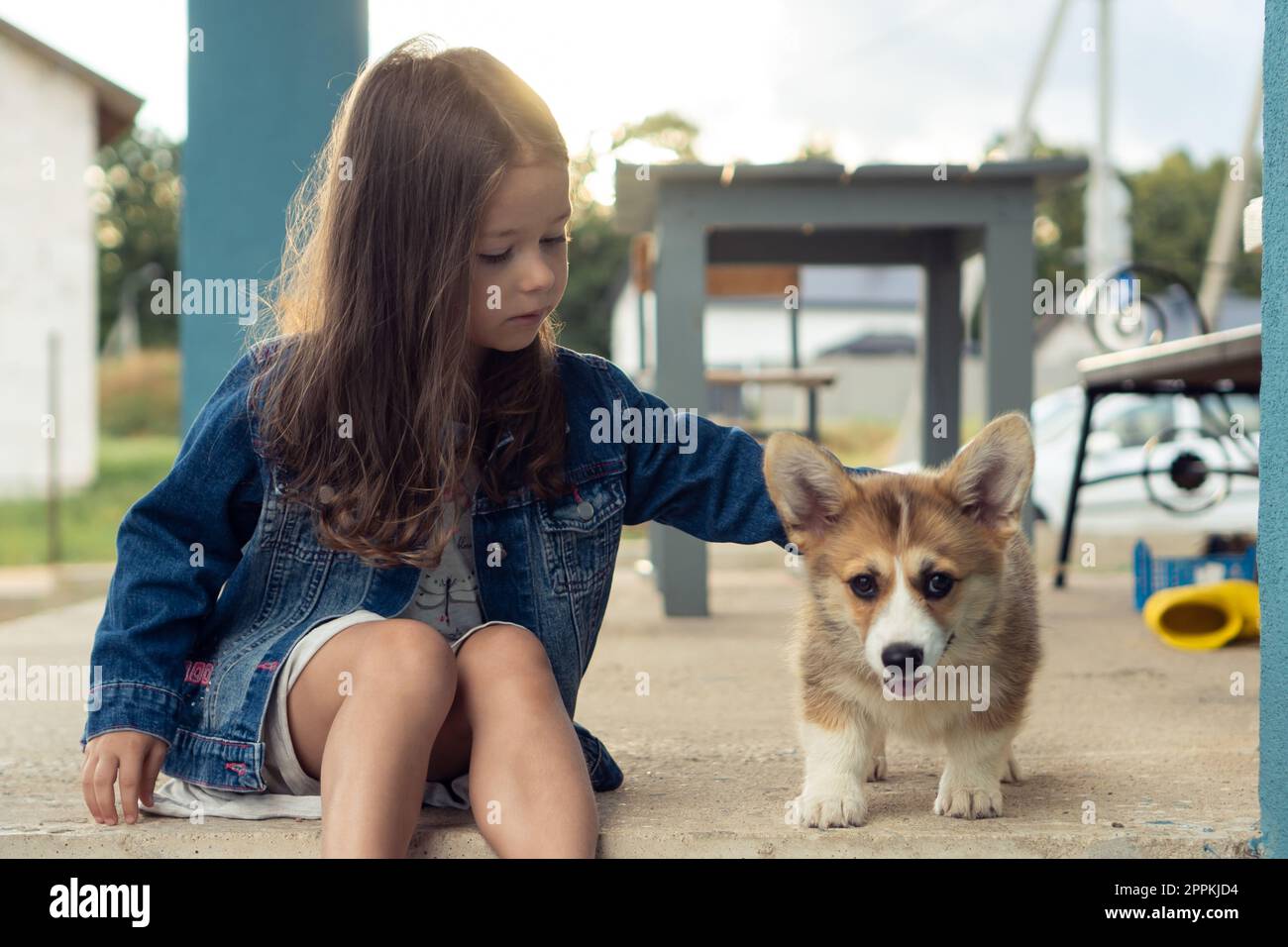 Ritratto di una bambina seria che accarezza la pelliccia di un fantastico cucciolo gallese di corgi pembroke, seduto vicino a una panchina di legno nel cortile. Foto Stock