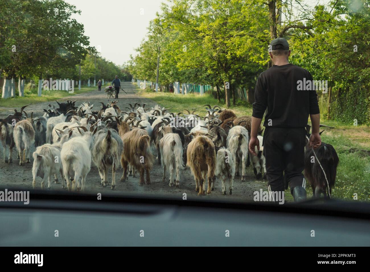 L'uomo tende a scattare fotografie panoramiche del mandrio di capre Foto Stock