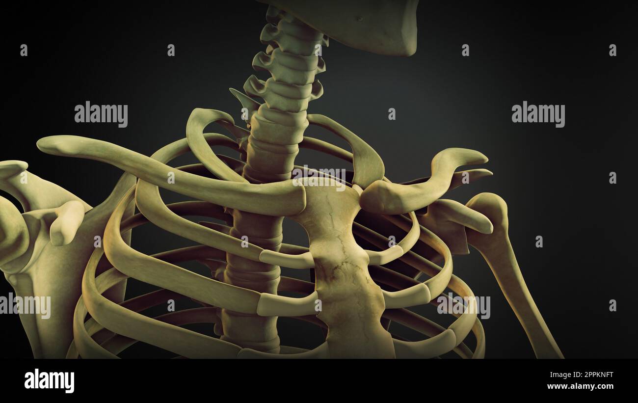 Anatomia ossea della spalla dello scheletro umano Foto Stock