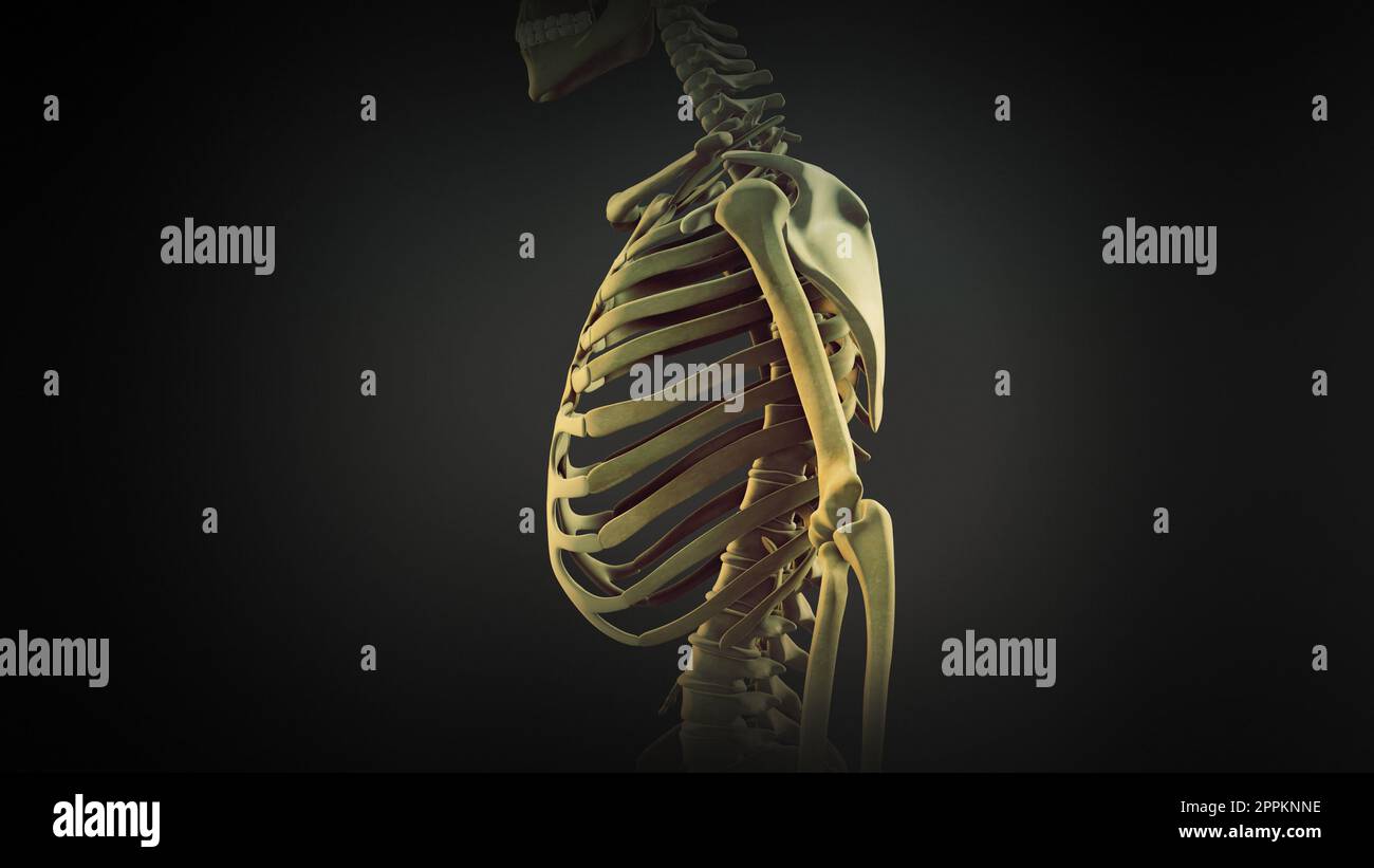 Anatomia dei giunti ossei della gabbia toracica Foto Stock