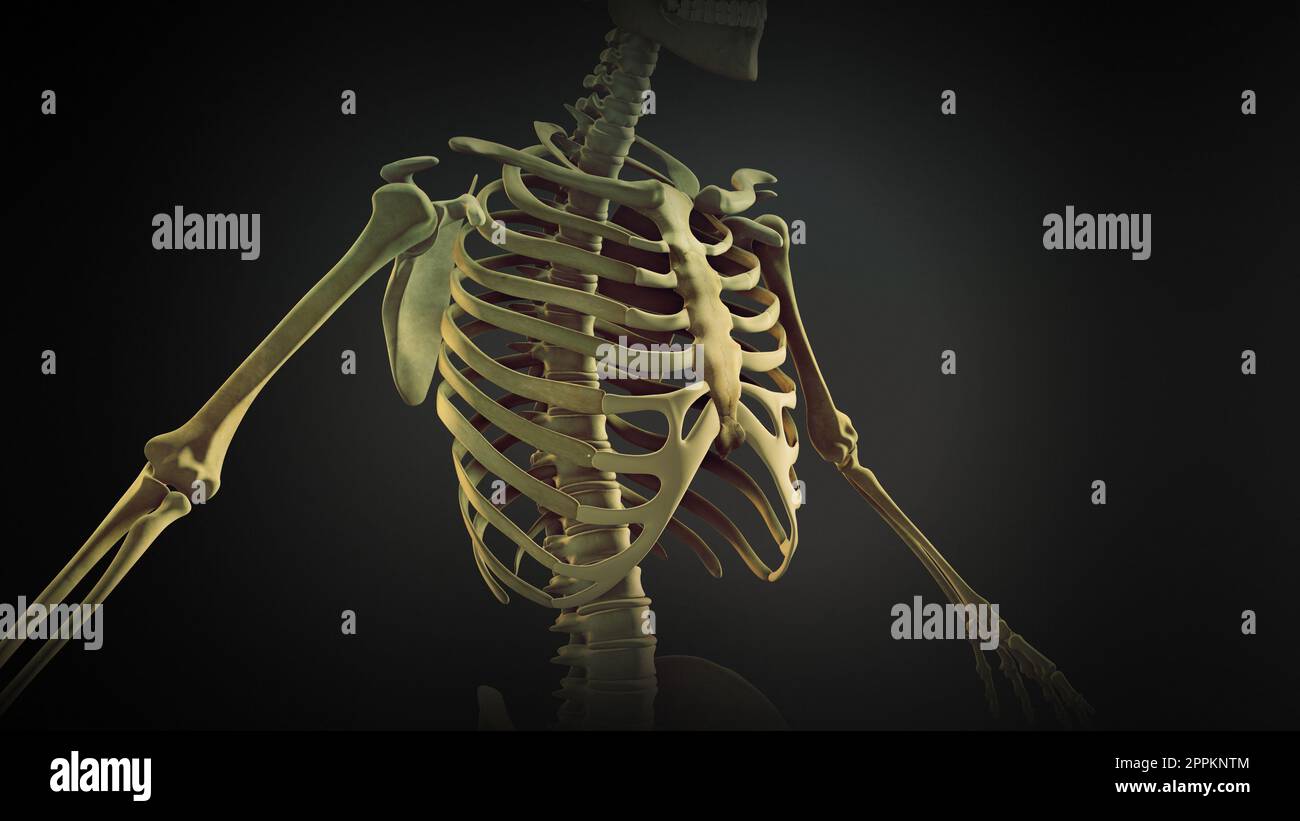 Anatomia dei giunti ossei della gabbia toracica Foto Stock