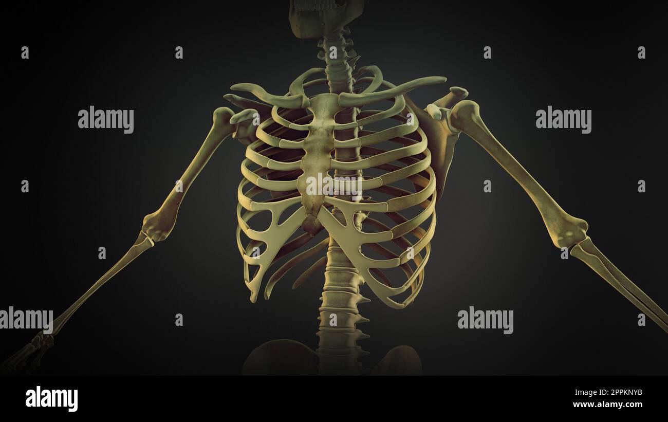 Anatomia dei giunti ossei della gabbia toracica Foto Stock