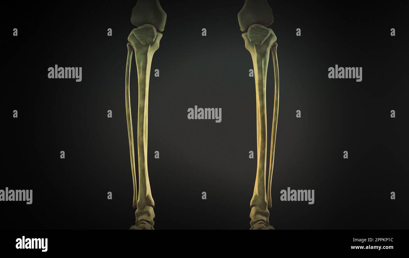 Scheletro pelvico e delle gambe del corpo umano Foto Stock