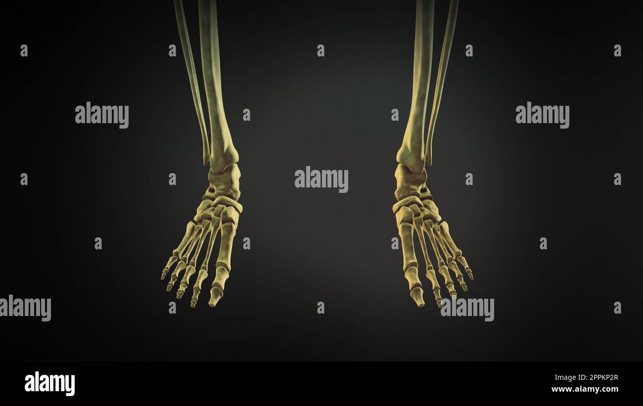 Scheletro pelvico e delle gambe del corpo umano Foto Stock