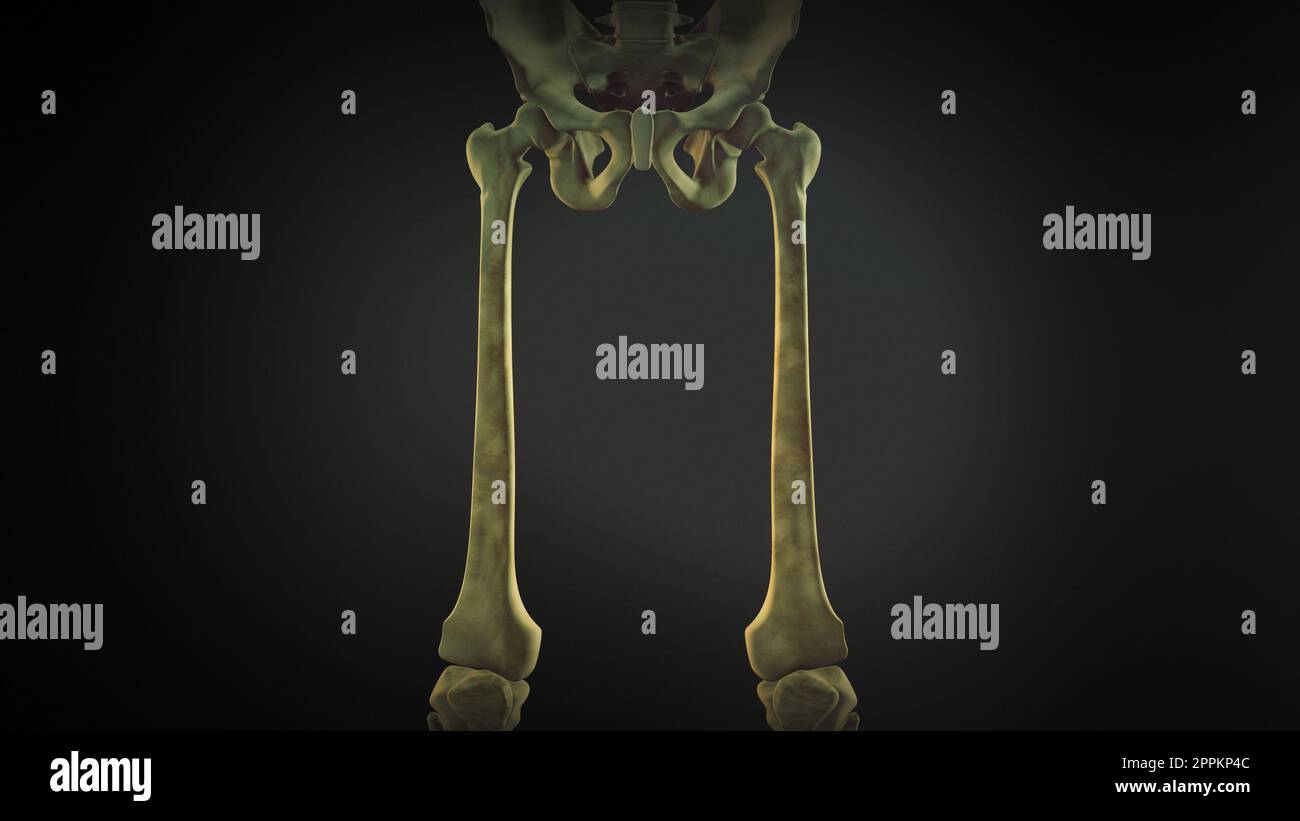 Scheletro pelvico e delle gambe del corpo umano Foto Stock
