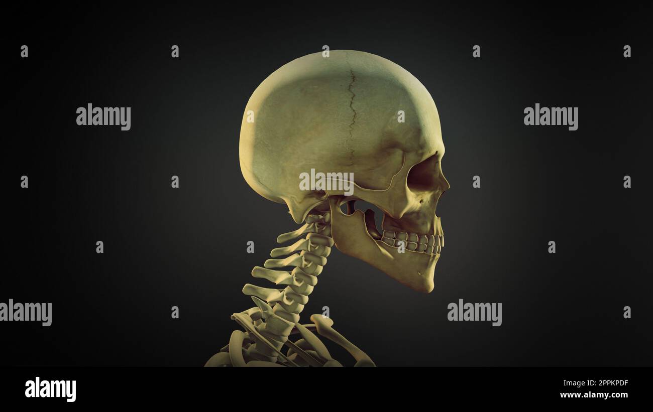Sfondo dell'animazione anatomia del cranio umano Foto Stock