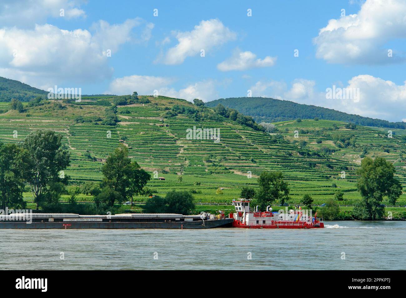 Europa, Austria, Ã–sterreich, NiederÃ¶sterreich, Wachau, Patrimonio mondiale dell'UNESCO, chiatta, Danubio, vigneti Foto Stock